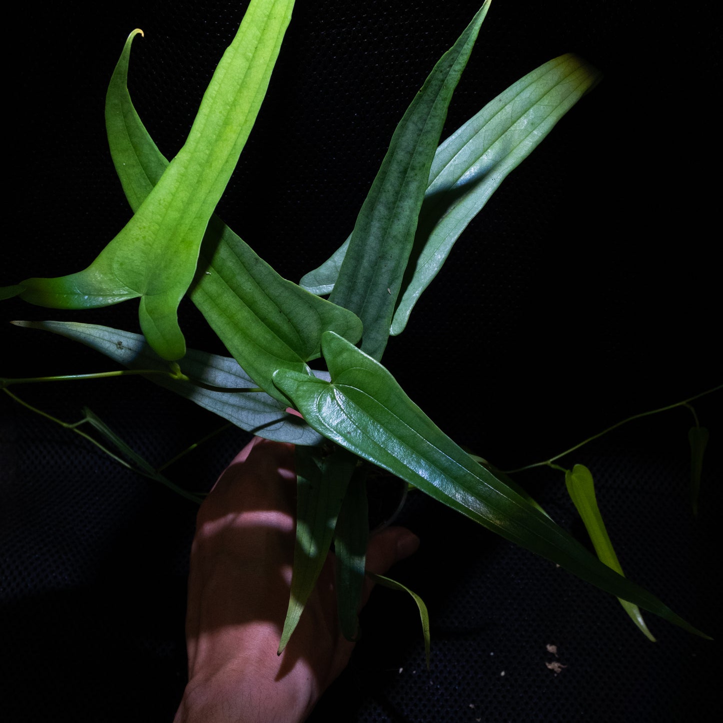 Dioscorea sp. "Silver / Long leaf"