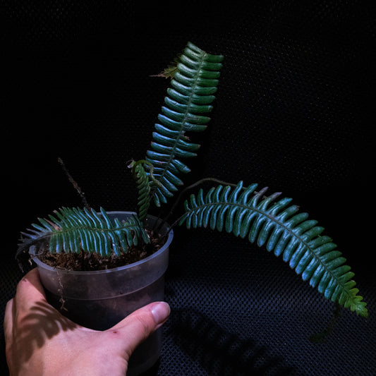 Diplazium porphyrorachis