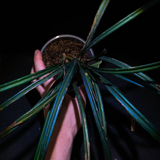 Mapania caudata