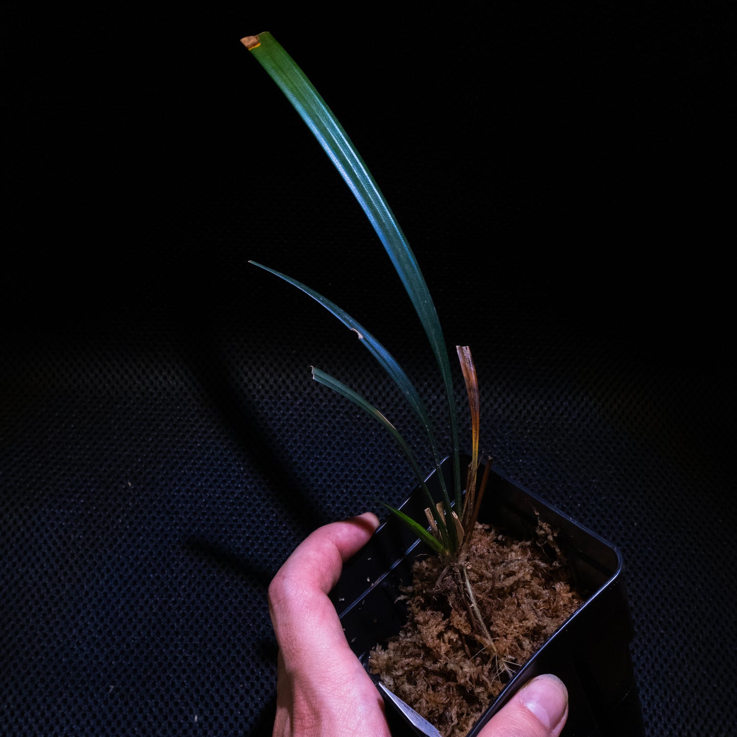 Mapania caudata