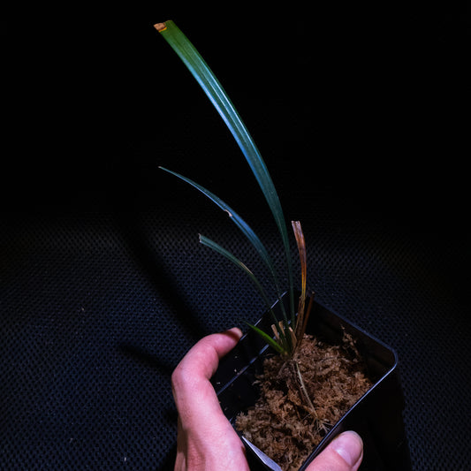 Mapania caudata