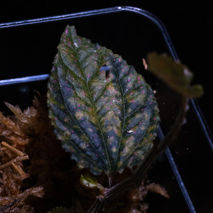 Pterisanthes sp.