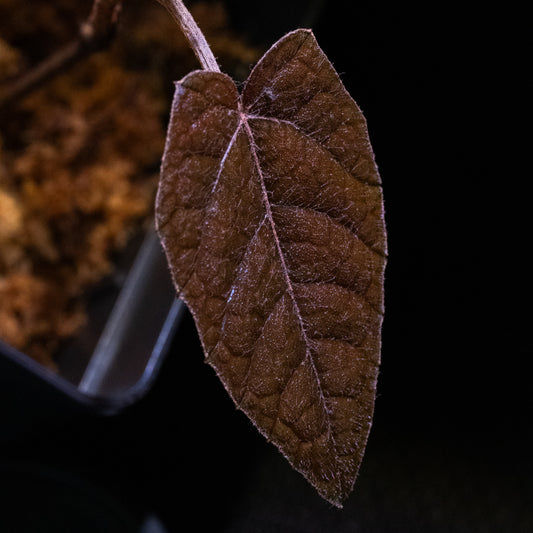 Pterisanthes sp.