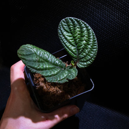 Acranthera sp.
