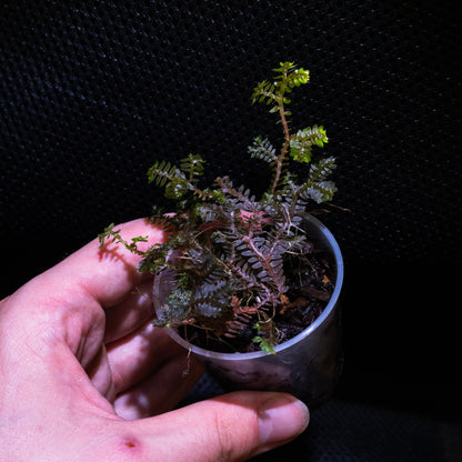 Selaginella aff. intermedia "Black"