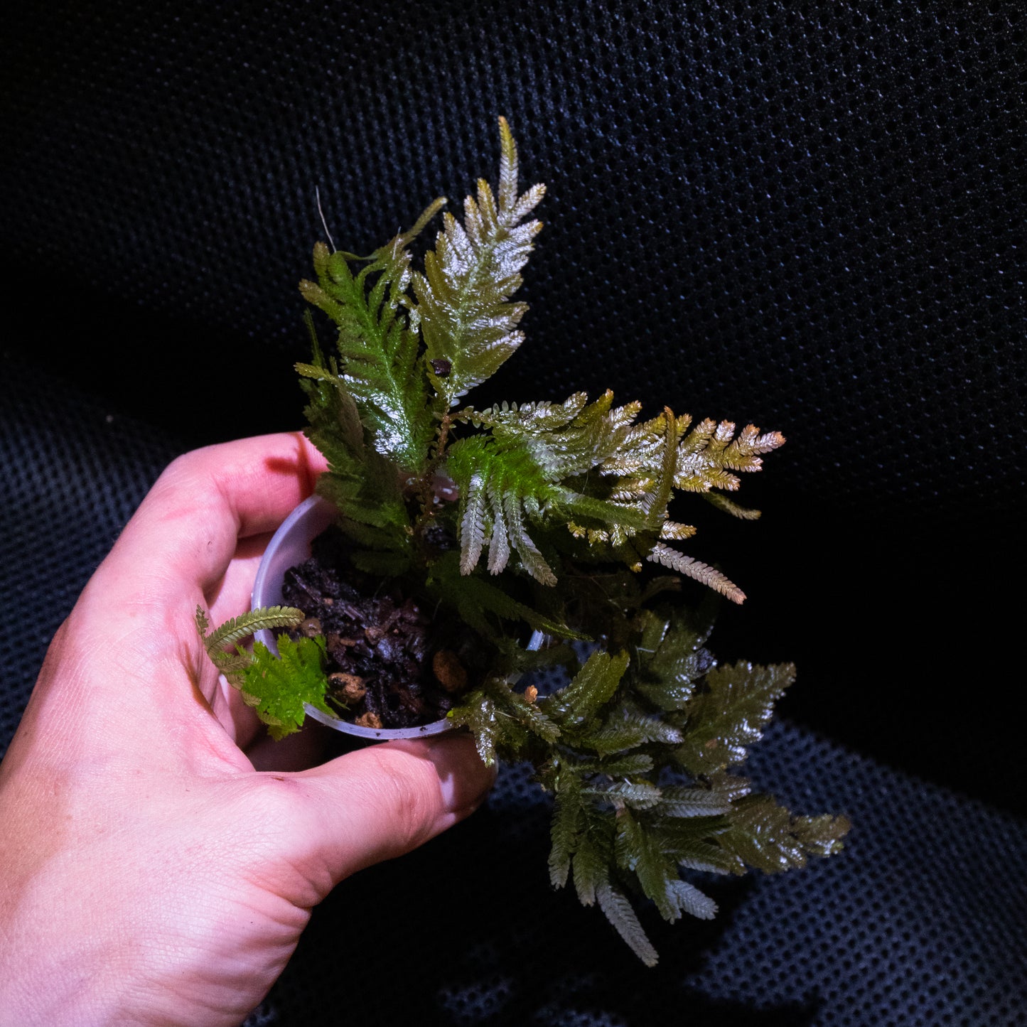 Selaginella sp.