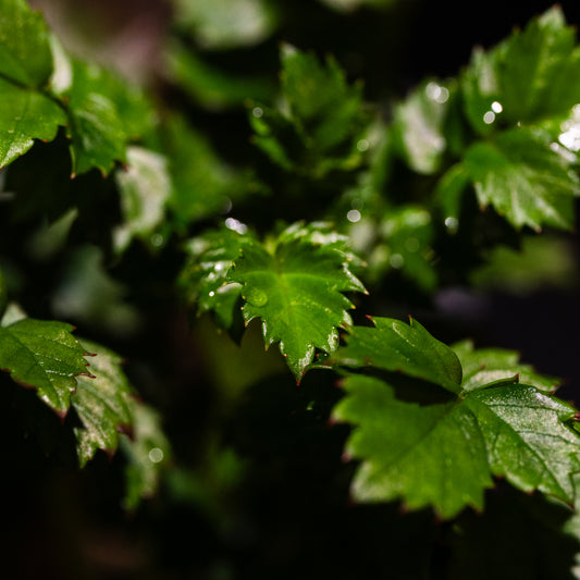 Rubus taiwanicola