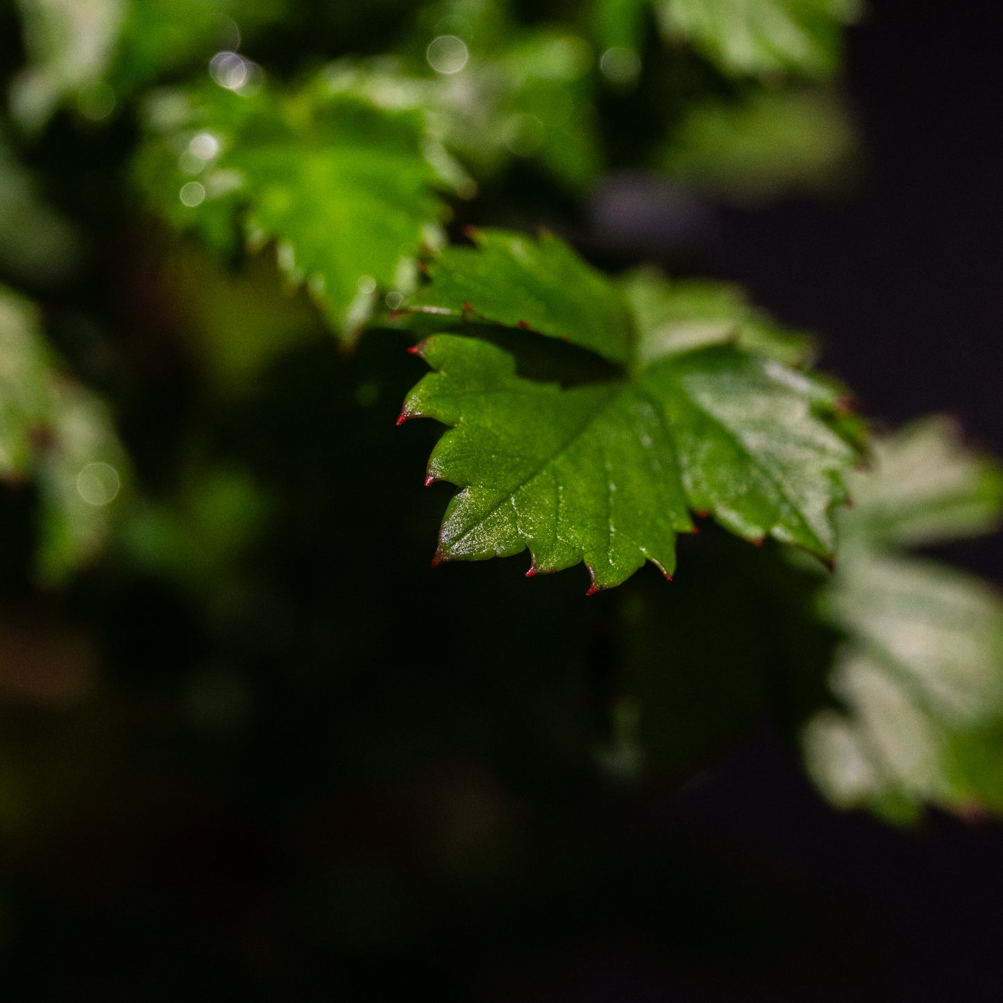 Rubus taiwanicola