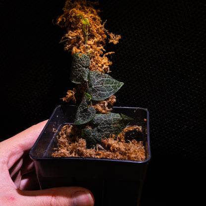 Piper aff. clypeatum