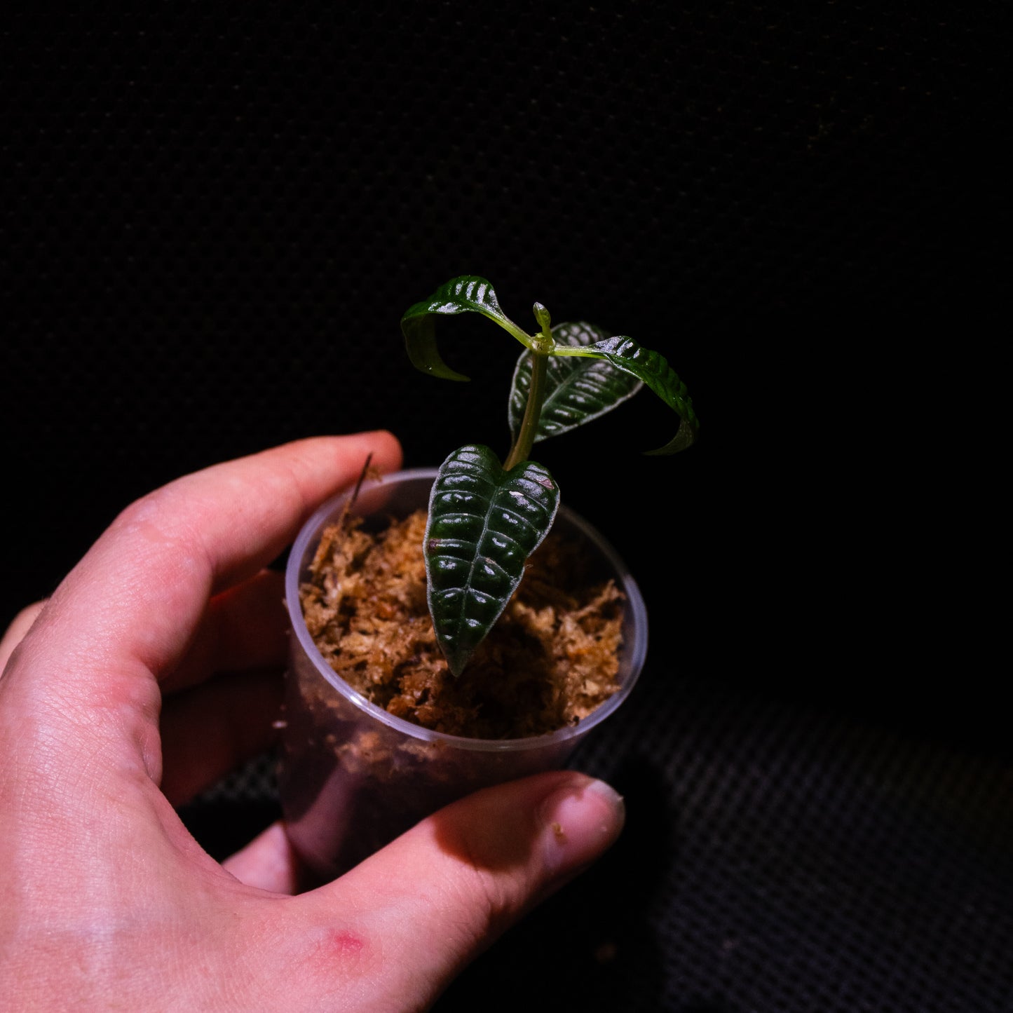 Ardisia cf. odontophylla
