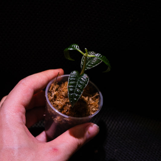 Ardisia cf. odontophylla