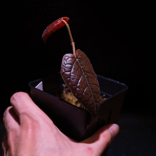 Pterisanthes sp.