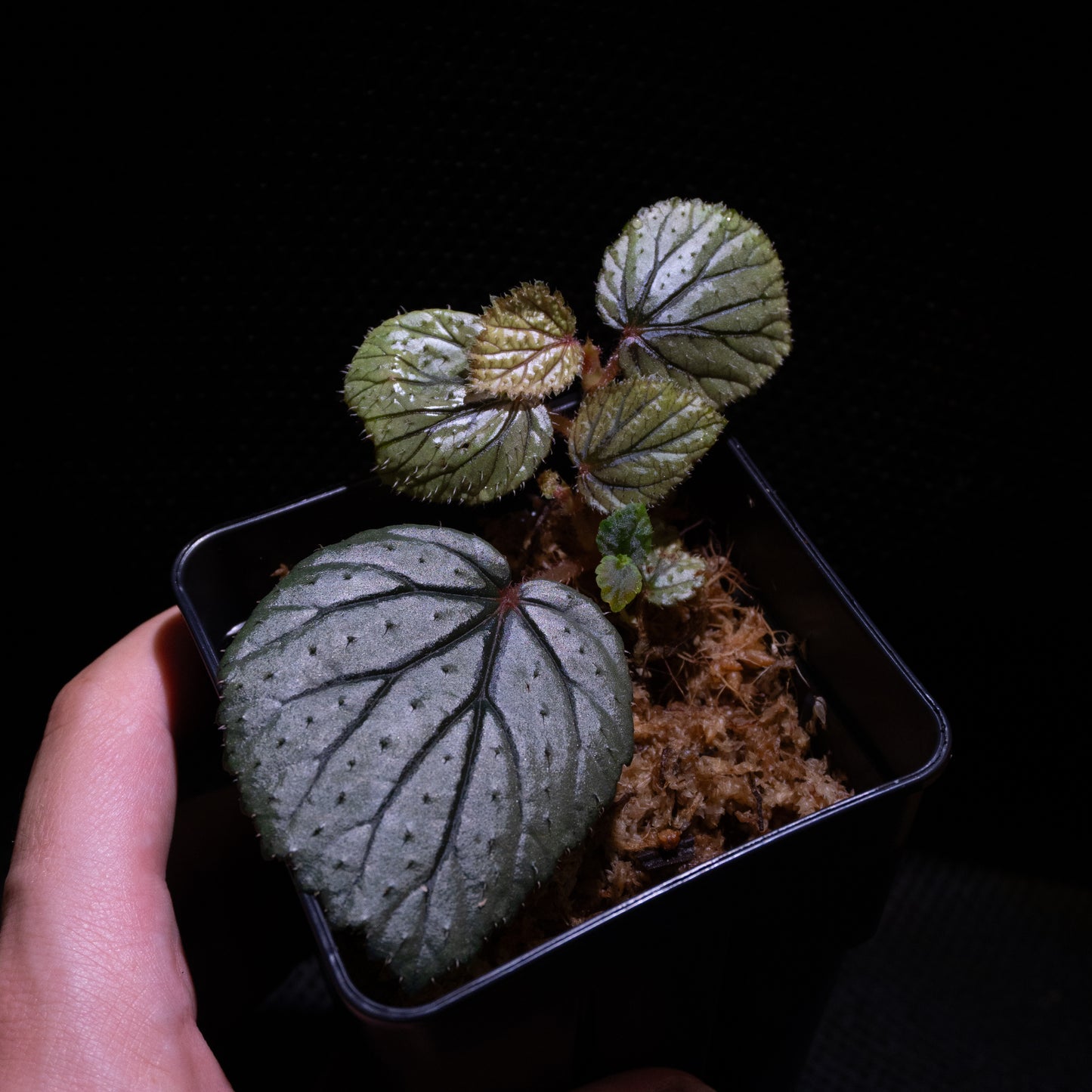 Begonia aff. baik "Silver"