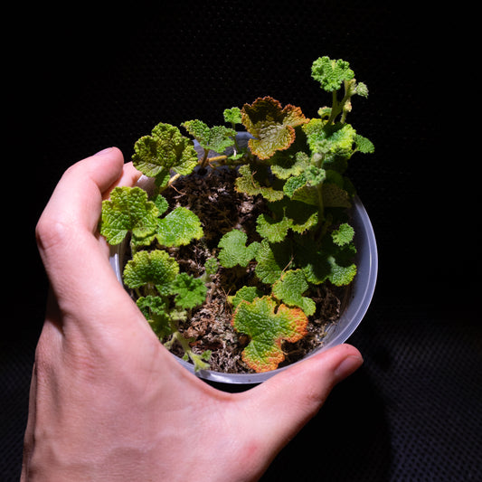 Rubus rolfei