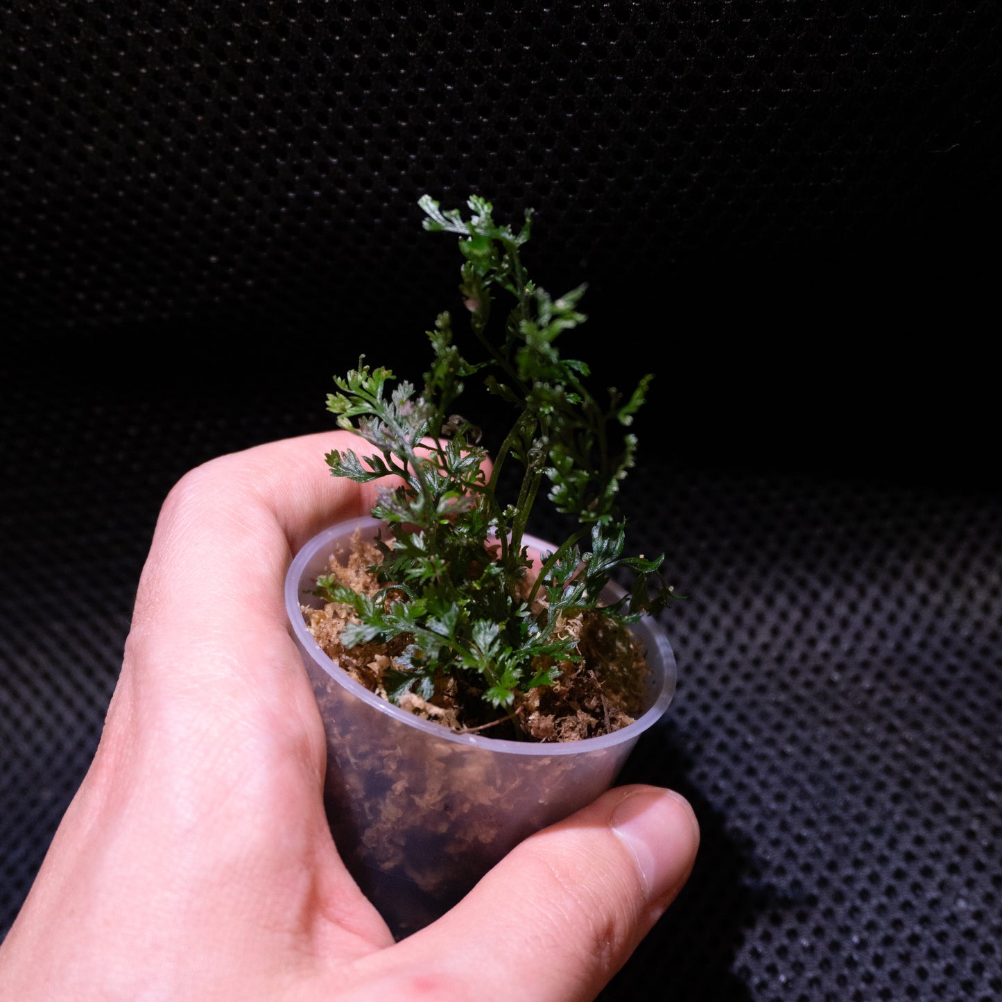 Bolbitis difformis