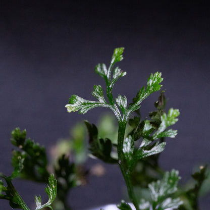 Bolbitis difformis