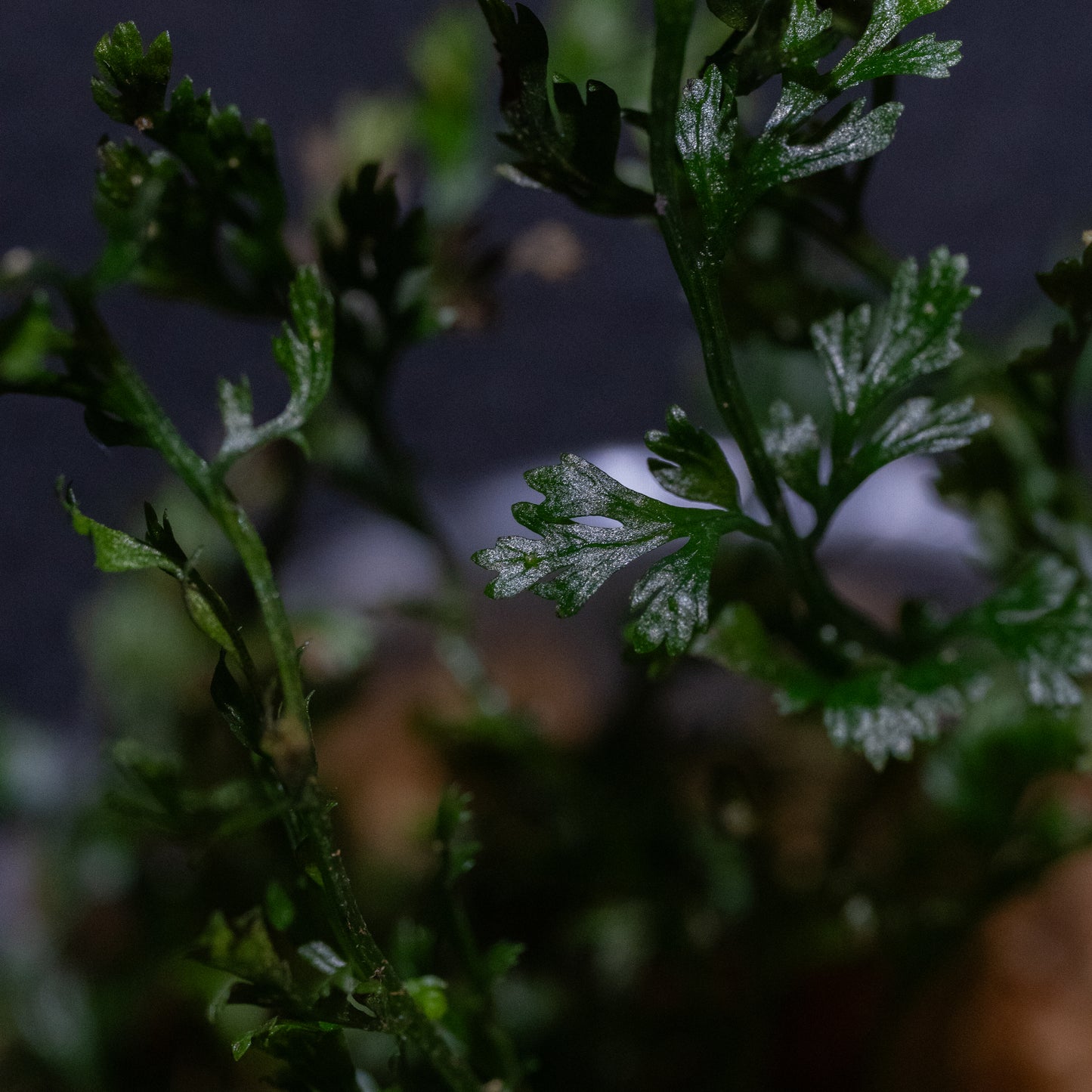 Bolbitis difformis