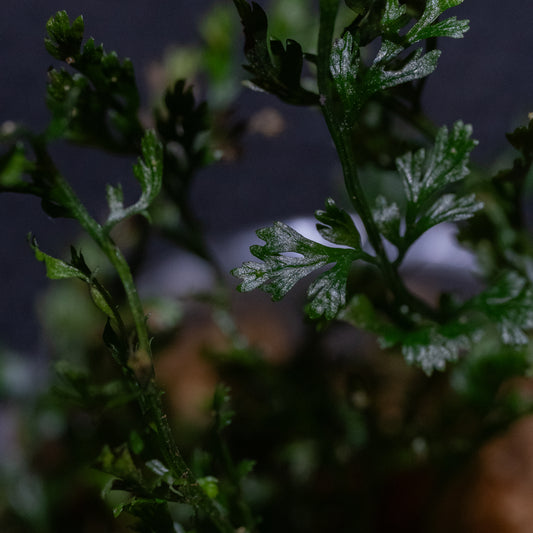 Bolbitis difformis