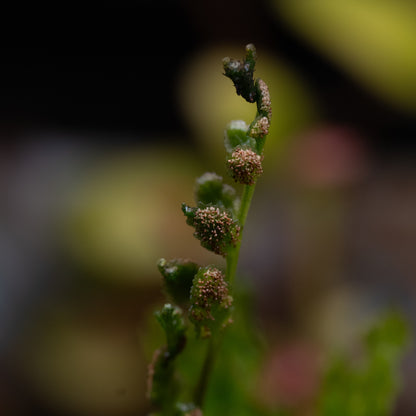 Bolbitis difformis