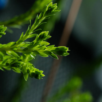 Huperzia sp.