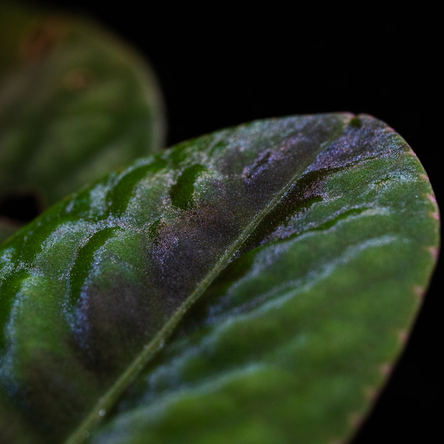 Labisia smaragdina