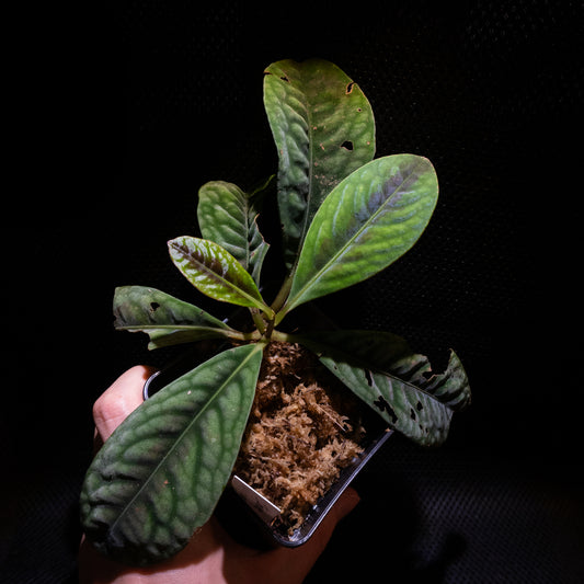 Labisia smaragdina