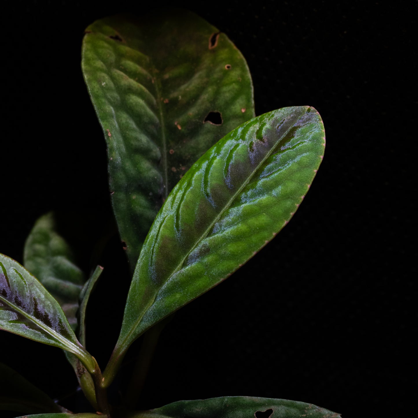Labisia smaragdina