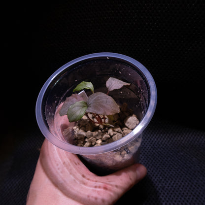 Homalomena sp. "Silver"