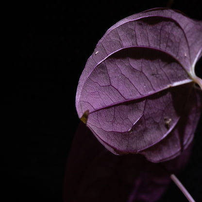 Dioscorea sp. Sumatra