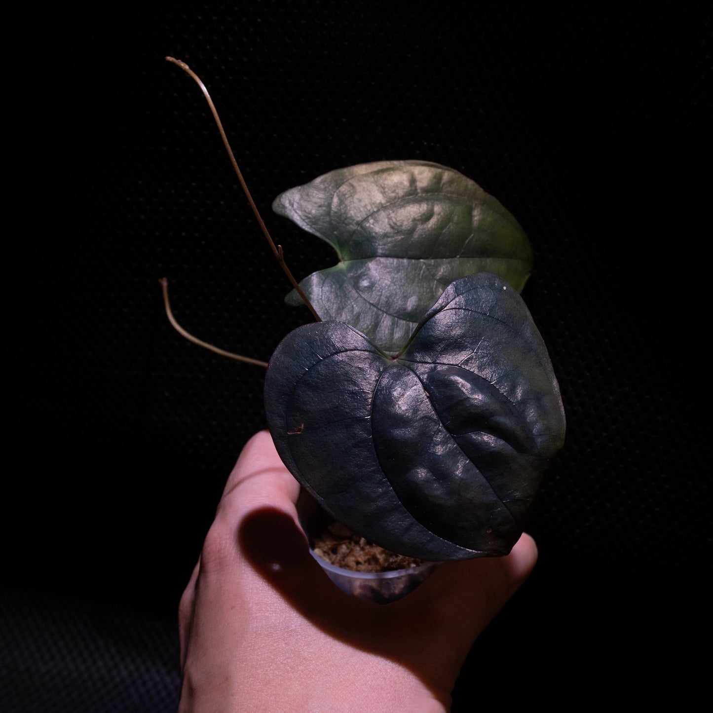 Dioscorea sp. Sumatra