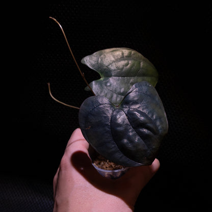 Dioscorea sp. Sumatra