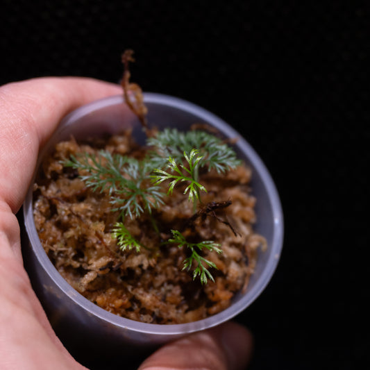 Davallia parvula