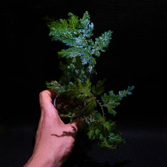 Selaginella willdenowii