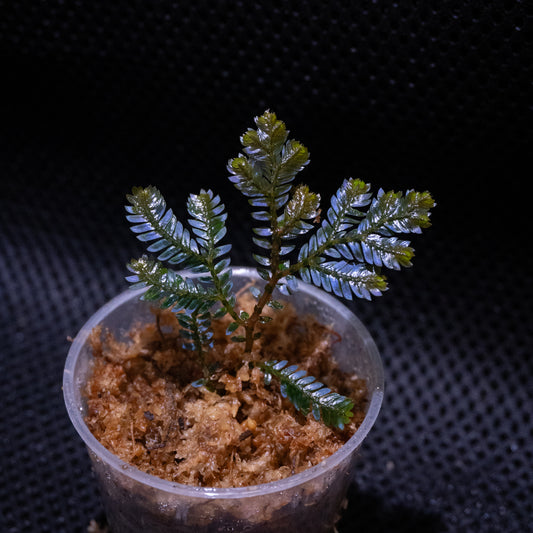 Selaginella cf. megalura "Blue Borneo"