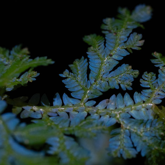 Selaginella willdenowii