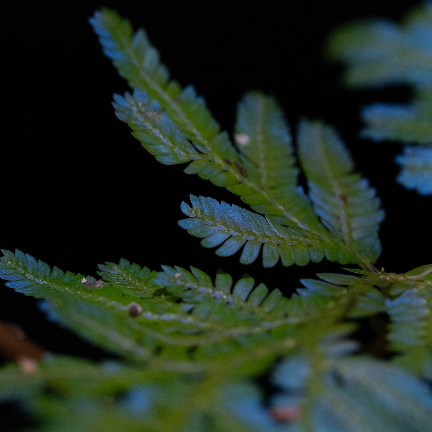 Selaginella willdenowii