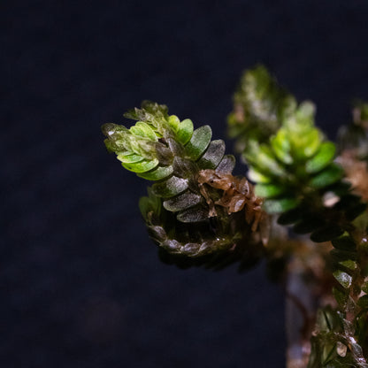 Selaginella aff. intermedia "Black"