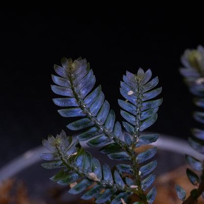 Selaginella cf. megalura "Blue Borneo"