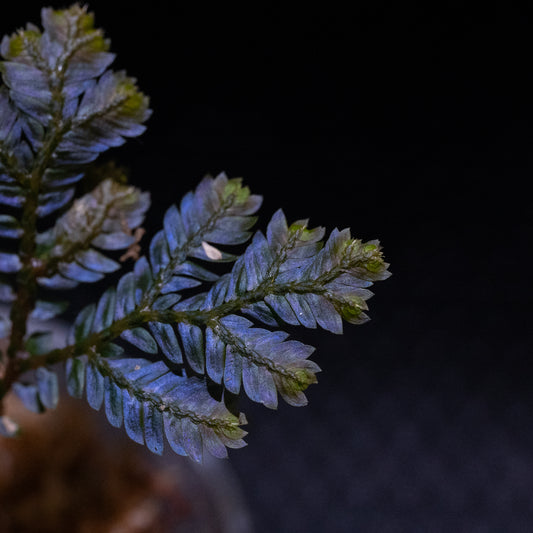 Selaginella cf. megalura "Blue Borneo"