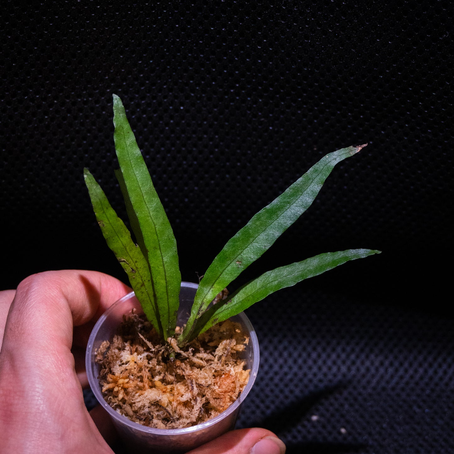 Fern sp.