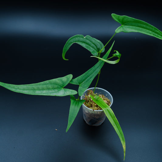 Dioscorea sp. "Silver / Long leaf"