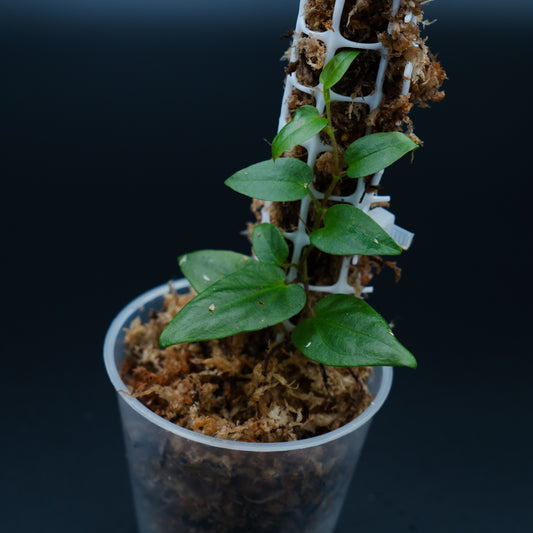 Piper cf. ribesioides