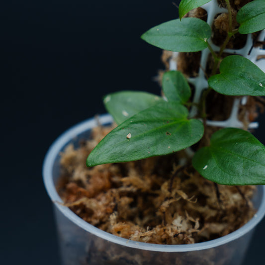 Piper cf. ribesioides