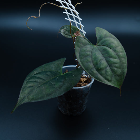 Dioscorea sp. Sumatra