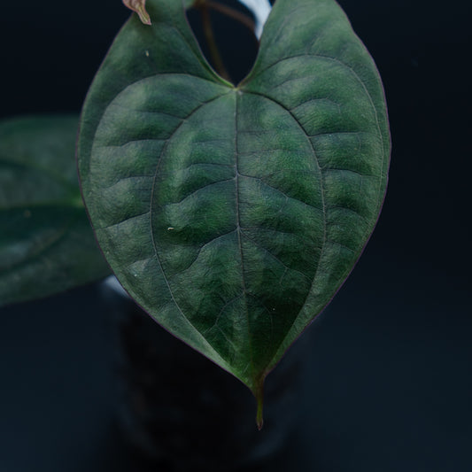 Dioscorea sp. Sumatra