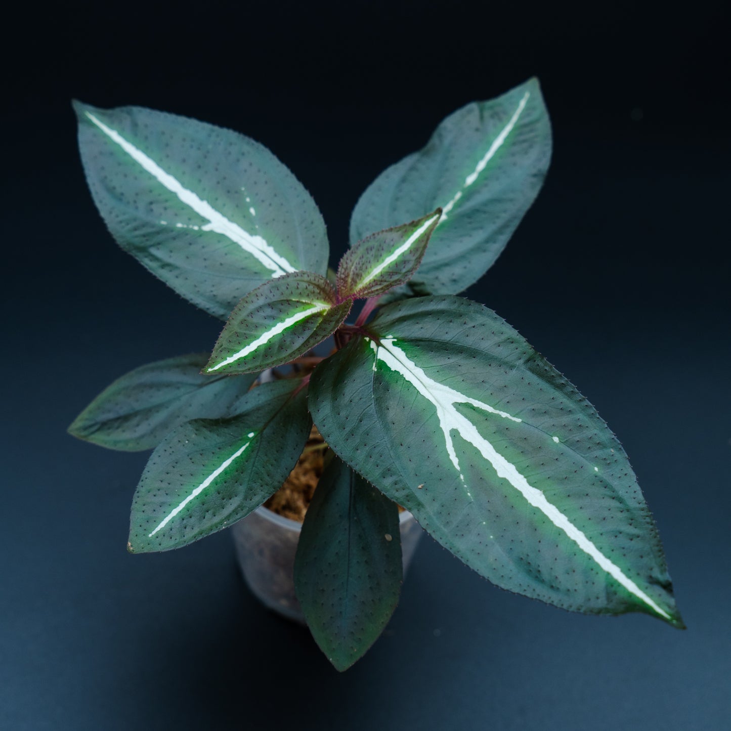 Sonerila sp. "Fluo / Lightning / White lines"