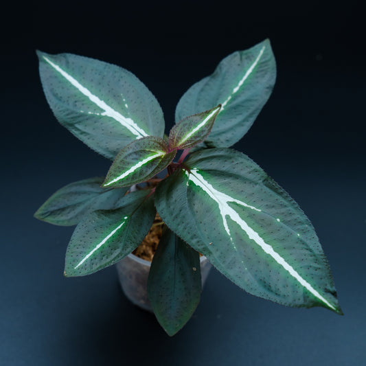 Sonerila sp. "Fluo / Lightning / White lines"