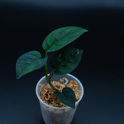 Anadendrum calcicola