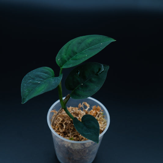 Anadendrum calcicola