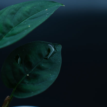 Anadendrum calcicola